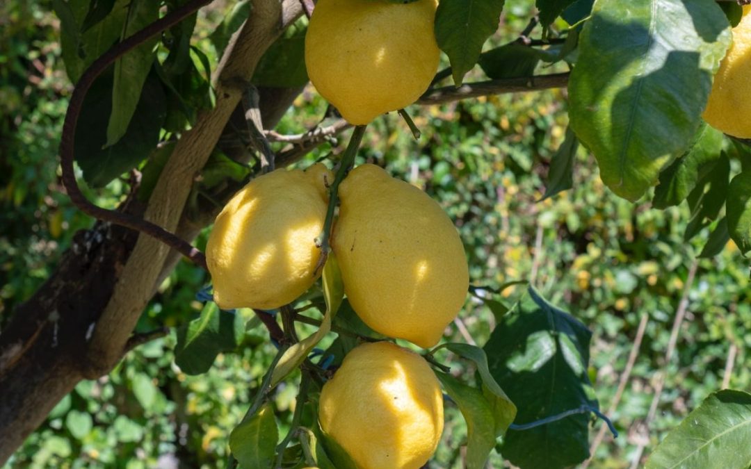 Lemon Tree | My Curated Tastes