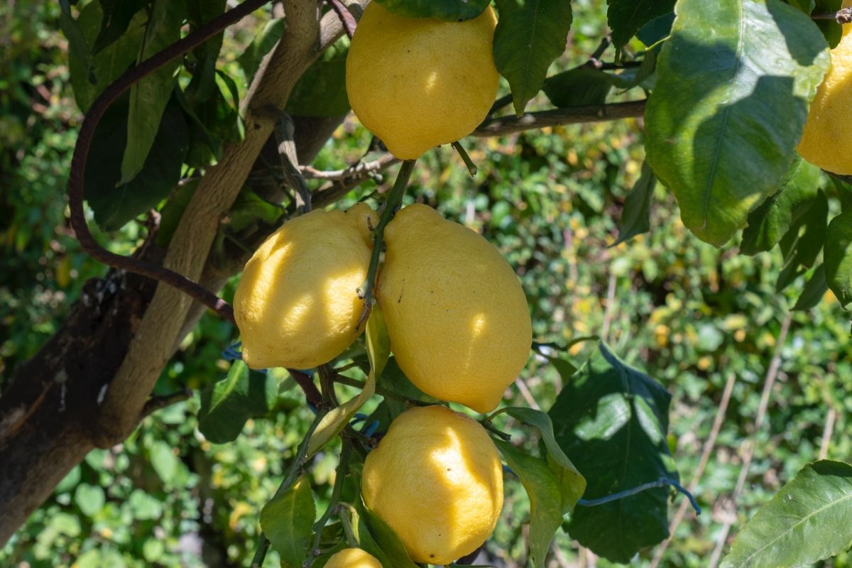 Lemon Tree | My Curated Tastes
