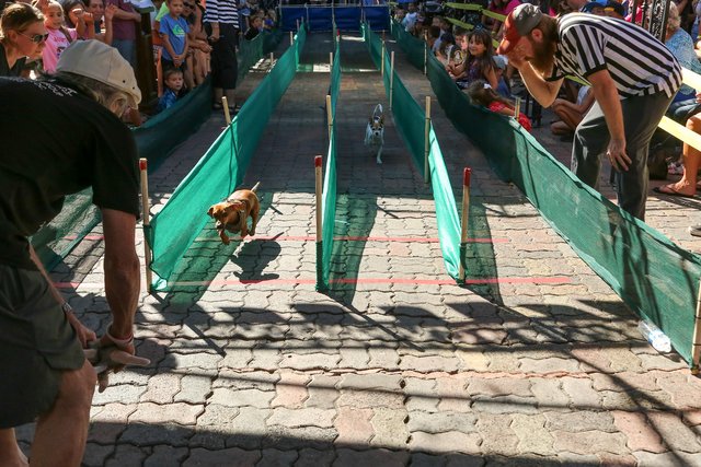 WEINER DOG RACES AT OKTOBERFEST IN HUNTINGTON BEACH, CA