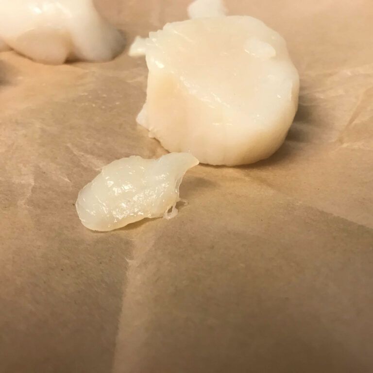 raw scallops with muscle torn off.